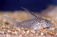 /album/fotogaleria-elcriadero/corydora-loretoensis-jpg2/